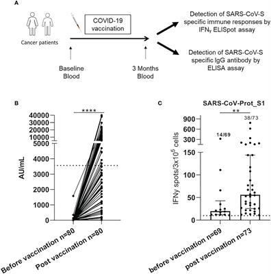 The presence of senescent peripheral T-cells is negatively correlated to COVID-19 vaccine-induced immunity in cancer patients under 70 years of age